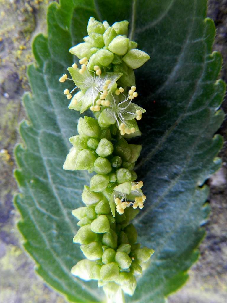 Lido di Venezia : Mercurialis annua